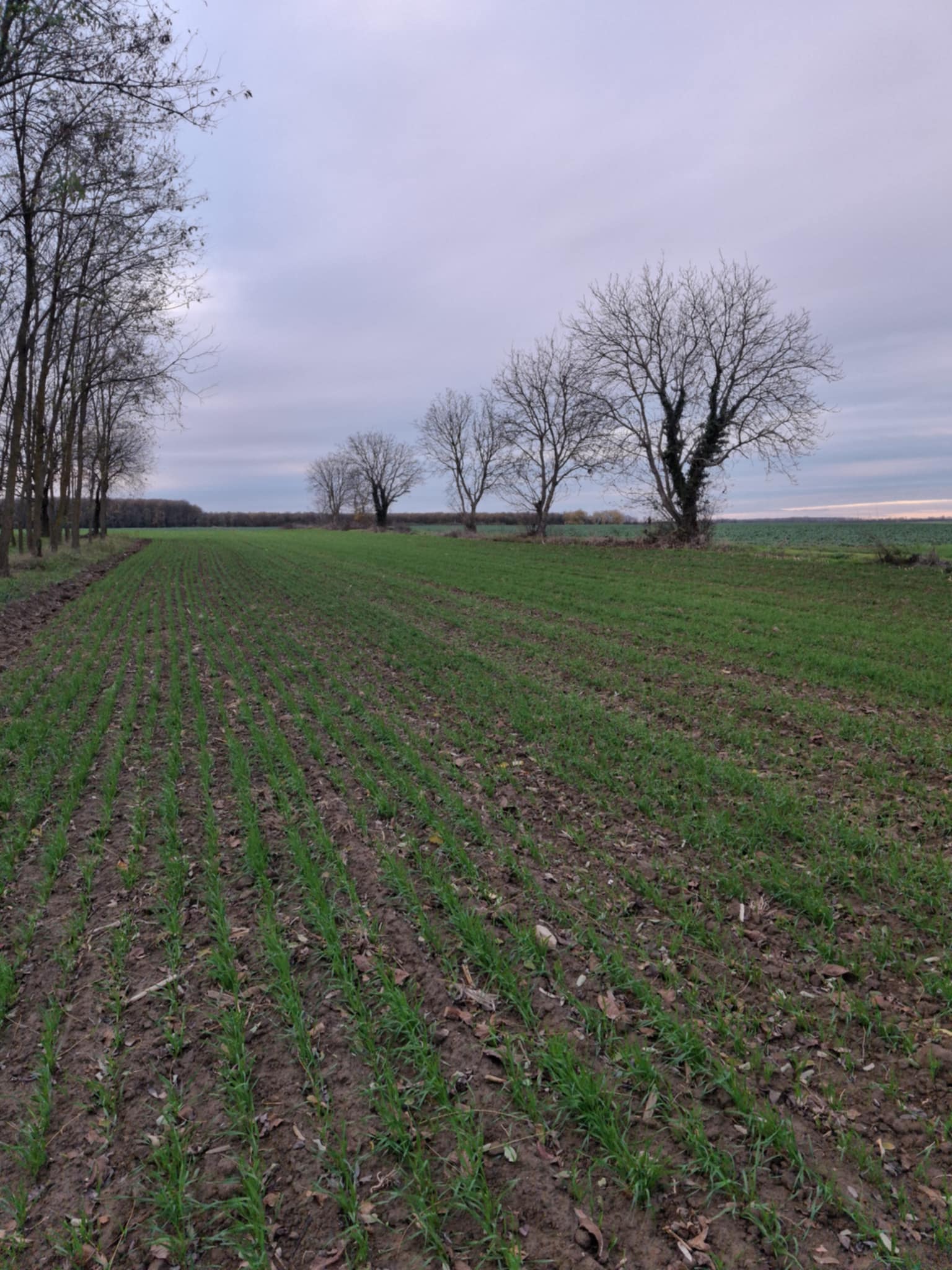 Ceglédpuszta goed gelegen bouwgrond op het einde van het dorp#1573